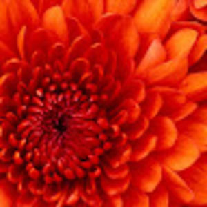 Meet your Posher, Sonja